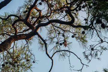 A pine branch with cones illuminated by the sun against the sky