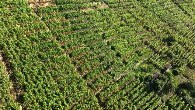 flight overthe steep vineyards of the Neckarvalley next to Marbach, Baden-Wuerttemberg, Germany