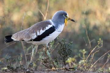 White-crowned lapwing (Witkopkiewiet) (Vanellus albiceps) near Lower Sabie, Kruger National Park, Mpumalanga, South Africa