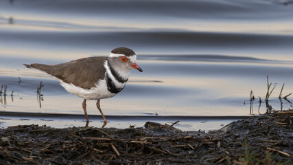 Three-banded Plover (Driebandstrandkiewiet) (Charadrius tricollaris) near Lower-Sabie in the Kruger National Park, Mpumalanga, South Africa 