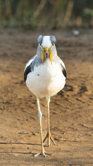 White-crowned lapwing (Witkopkiewiet) (Vanellus albiceps) near Lower Sabie, Kruger National Park, Mpumalanga, South Africa
