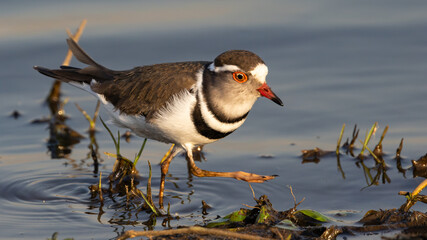 Three-banded Plover (Driebandstrandkiewiet) (Charadrius tricollaris) near Lower-Sabie in the Kruger National Park, Mpumalanga, South Africa 