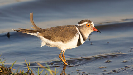 Three-banded Plover (Driebandstrandkiewiet) (Charadrius tricollaris) near Lower-Sabie in the Kruger National Park, Mpumalanga, South Africa 