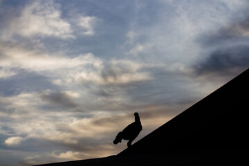 view of the silhouette of a chicken in the corner of the roof with a beautiful sunset sky in the background.