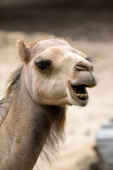 Obraz premium Camel a portrait