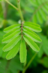Detail view of mimosa pudica L (Putri Malu in Indonesian) leaves, use this for wallpaper or background.