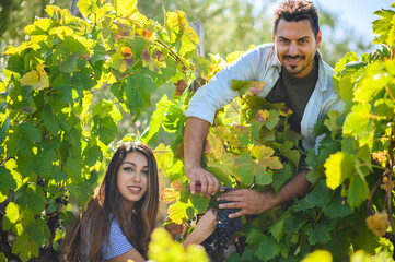 Winemakers harvesting grapes together on sunny day in vineyard rows