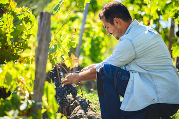 Winemaker harvesting grapes in vineyard during wine harvest