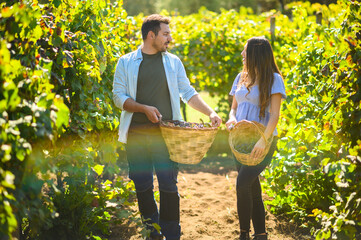 Winemakers walking through vineyard rows carrying wicker baskets full of grapes