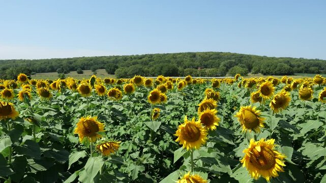 Beautiful Kansas Sunflowers on the Roadside