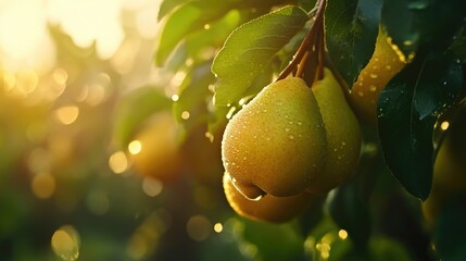 Pear Garden: Dewy Pears on Cold Morning
