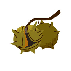 Sweet chestnut branch icon. Edible nut in broken green shell on twig. Autumn tree fruit on sprig. Fall nature decoration, autumnal season. Flat isolated vector illustration on white background