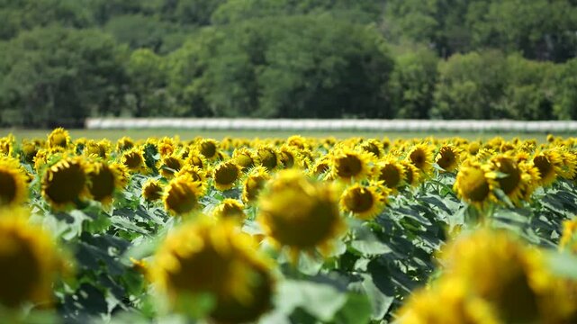 Beautiful Kansas Sunflowers on the Roadside