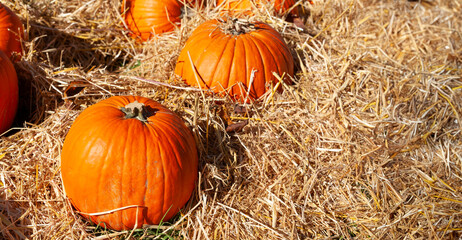 Harvest of orange pumpkins in an outdoor rural field