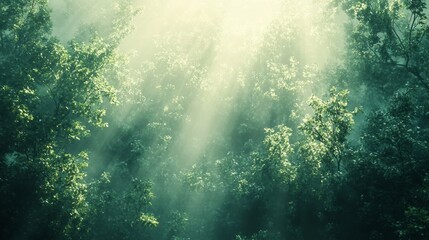 Sunbeams Through Forest.