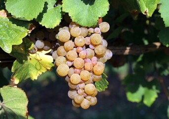 Pinot gris grape of yellow and pink variety, hanging on vine just before the harvest time.