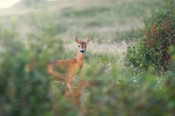 Wild european roe deer (Capreolus capreolus) standing in an alpine meadow as the sun is rising. Alps, Piedmont, Italy.