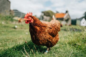 free range chicken on grass