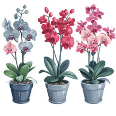 Illustration of Potted Orchids in Varying Colors, Showcasing Elegance and Beauty