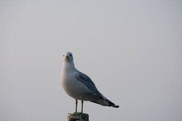 Möwe auf einem Poller
