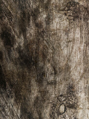 Background old aged wooden surface macro, Texture.