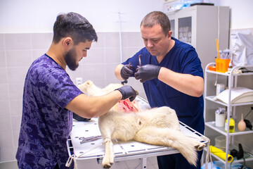 Veterinary clinic, surgeon performs sterilization surgery on a husky dog. Close-up of the surgery,...