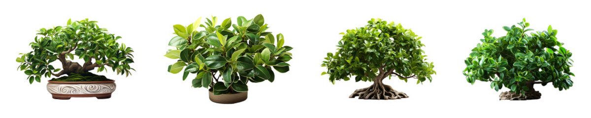 Set, Collection of Ficus Benjamina Plant isolated on transparent background.