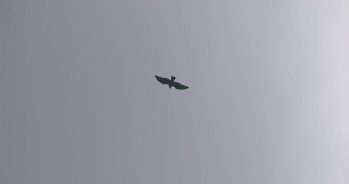 Buzzard bird of prey raptor hawk soaring overhead slying wings spread open