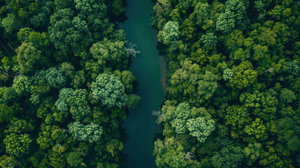 Naklejka premium Aerial shot of a forest canopy with a river cutting through it, the water visible only as a thin ribbon amidst the sea of green, highlighting the untouched beauty of nature