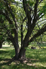 Obraz premium tree in the park. A large tree on the lawn. An old oak tree growing in the park