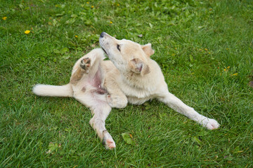 dog is scratching from fleas, the puppy is lying on the grass and scratching its leg