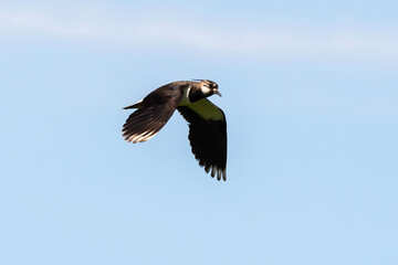 Vanneau huppé,.Vanellus vanellus, Northern Lapwing
