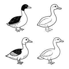 set of pied billed grebe line art black and white