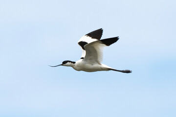 Avocette élégante, Recurvirostra avosetta, Pied Avocet