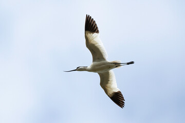 Avocette élégante, Recurvirostra avosetta, Pied Avocet