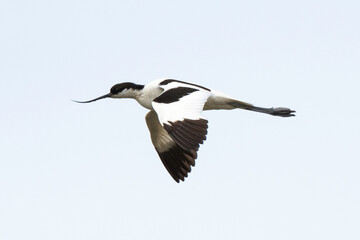 Avocette élégante, Recurvirostra avosetta, Pied Avocet
