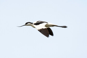 Avocette élégante, Recurvirostra avosetta, Pied Avocet