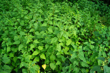 Grande ortie, Ortie dioïque, Ortie, Urtica dioica