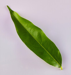 Obraz premium Blatt, Mangoblatt, isoliert, Obstblatt, Mango,