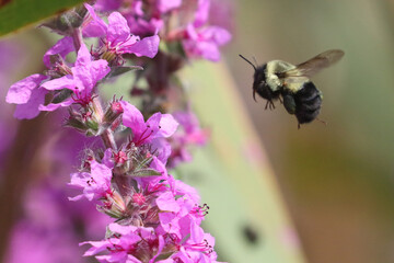 Bumblebee approaching purple loosestrife