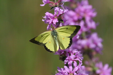 Yellow Clouded Sulpher butterfly