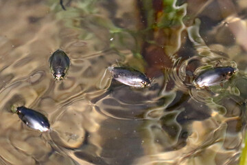 Whirlygig beatles on water in marsh
