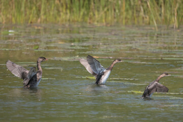 Three sibling Pie-Billed Griebes in marsh in late summer