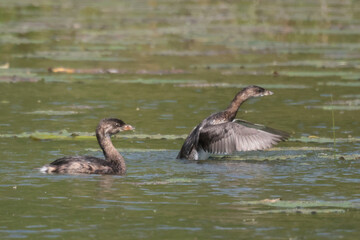 Three sibling Pie-Billed Griebes in marsh in late summer