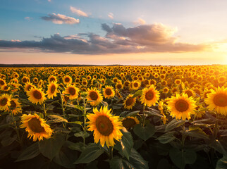 Fototapeta premium Splendid scene of vivid yellow sunflowers in the evening.