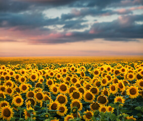 Obraz premium Splendid scene of vivid yellow sunflowers in the evening.