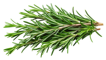 Fototapeta premium Fresh Rosemary Sprigs on a transparent background.