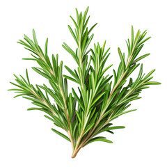 Obraz premium Fresh Rosemary Sprigs on a transparent background.