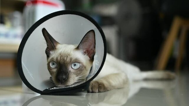 Siamese cat wearing Elizabethan collar for recover after surgery. This collar purpose is to prevent your cat from directly traumatizing a surgical site or injured area of the body.