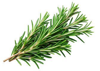 Fototapeta premium Fresh Rosemary Sprigs on a transparent background.